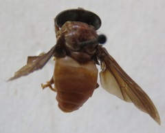 Stibasoma panamensis