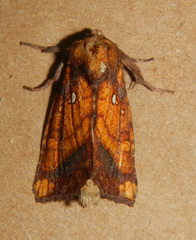 Papaipema leucostigma