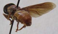 Stibasoma panamensis