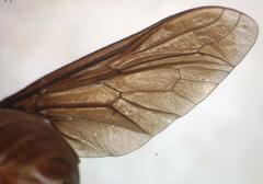 Stibasoma panamensis