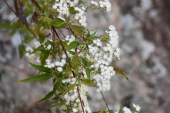 Ageratina paupercula