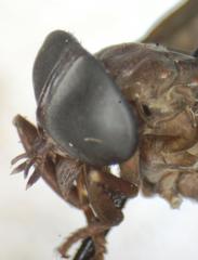 Stibasoma panamensis