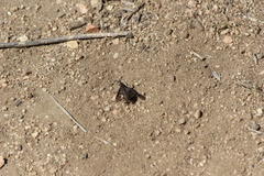 Conophorus fenestratus