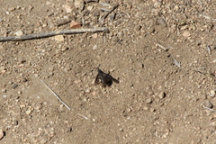 Conophorus fenestratus