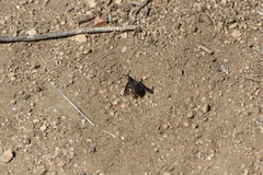 Conophorus fenestratus