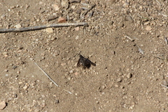 Conophorus fenestratus