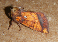 Papaipema leucostigma