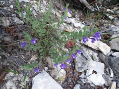 Scutellaria wrightii
