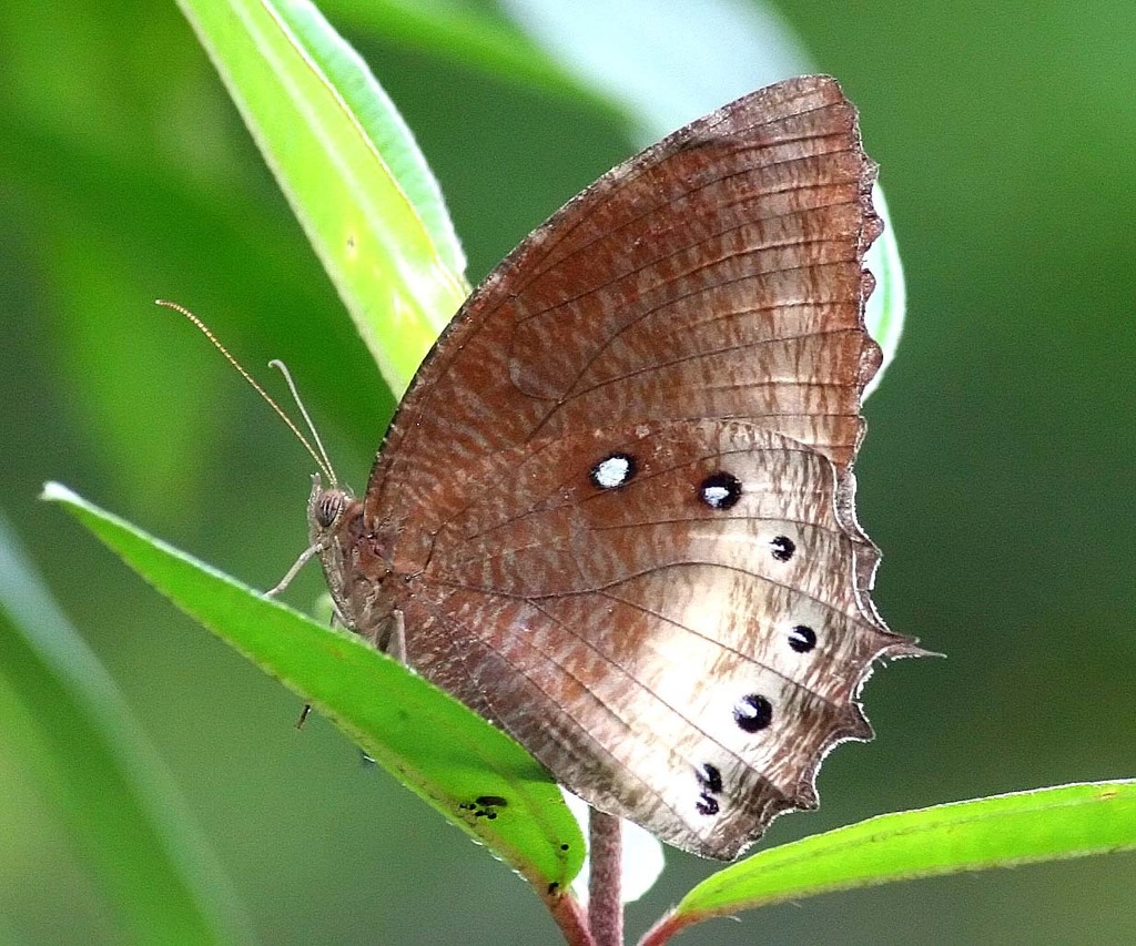 Tawny Palmfly
