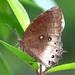 Tawny Palmfly - Photo (c) Les Day, some rights reserved (CC BY-NC), uploaded by Les Day