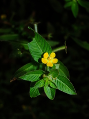 Ludwigia affinis