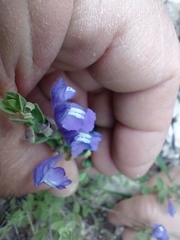 Scutellaria wrightii