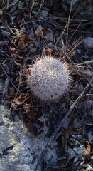 Mammillaria haageana haageana