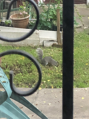Sciurus carolinensis