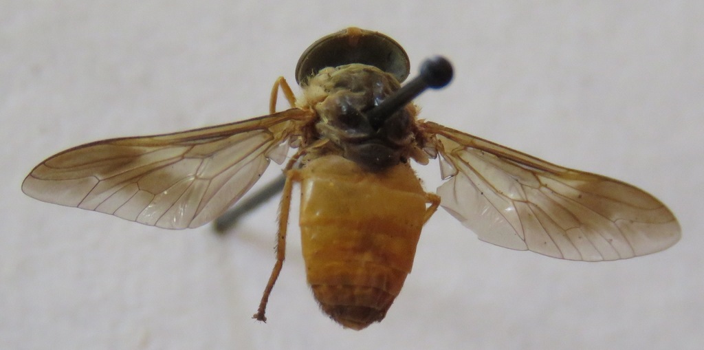 Phaeotabanus fervens