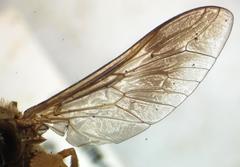 Phaeotabanus fervens