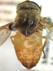 Phaeotabanus fervens