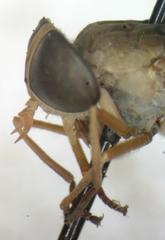 Phaeotabanus fervens