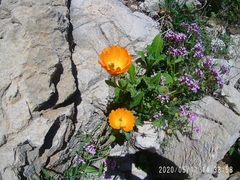 Calendula