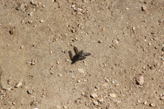 Conophorus fenestratus