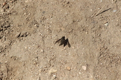 Conophorus fenestratus