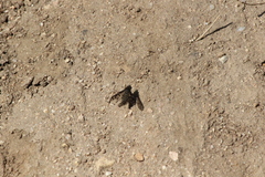 Conophorus fenestratus