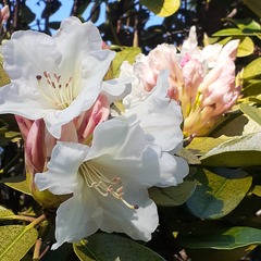 Rhododendron × hybridum