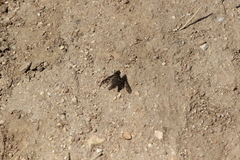 Conophorus fenestratus