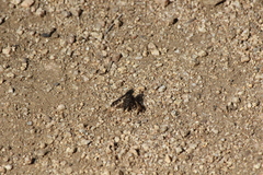 Conophorus fenestratus