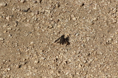 Conophorus fenestratus