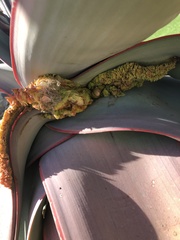 Aceria aloinis