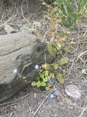 Mimophytum alienoides