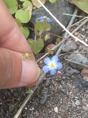 Mimophytum alienoides