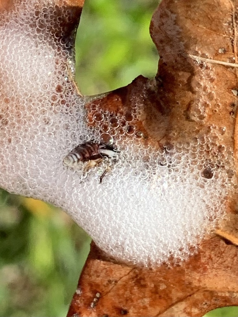 Lepyronia gibbosa