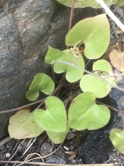 Mimophytum alienoides