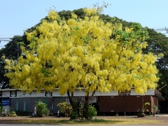 Cassia fistula