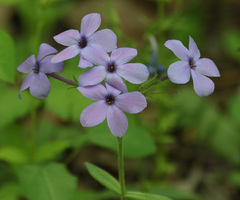 Phlox stolonifera