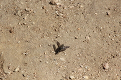 Conophorus fenestratus