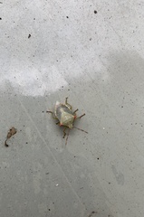 Brontocoris nigrolimbatus