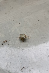 Brontocoris nigrolimbatus