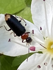 Pedilus terminalis