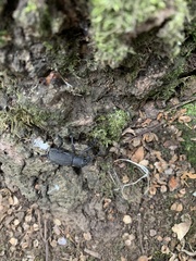 Aegorhinus suturalis