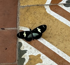 Heliconius doris