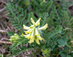 Astragalus tennesseensis
