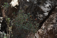 Bouvardia ternifolia