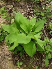 Mertensia virginica