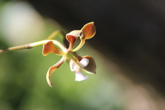 Encyclia selligera