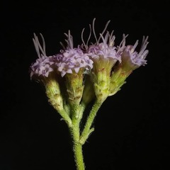 Chromolaena hirsuta