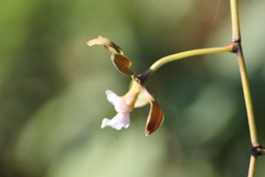 Encyclia selligera