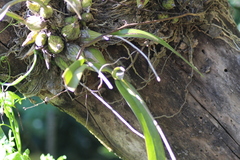 Encyclia selligera